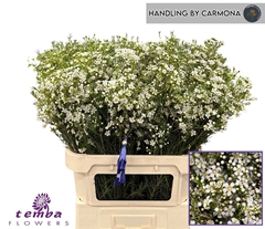 Chamelaucium Ofir 80cm 90gr.