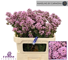 Chamelaucium Paddy's Pink 70cm 40gr.