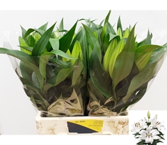 Lily Oriental Zambesi 60cm 1+