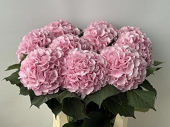 Hydrangea Verena 80cm 17-19cm Hd