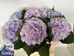 Hydrangea Verena Blue 60cm 20-22cm Hd