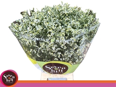 Limonium Sinense Mountain Diamond 65cm 25gr.