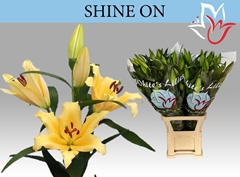 Lily Oriental Shine On 90cm 4+
