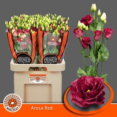 Eustoma Double Arosa Red 70cm