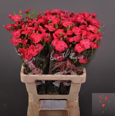 Dianthus Spray Single Solomio Imre 60cm