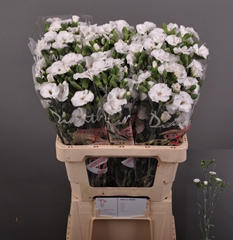 Dianthus Single Spray Solomio Lex 60cm