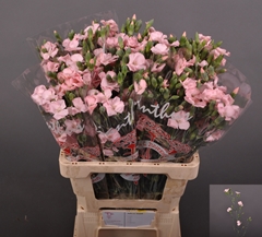 Dianthus Spray Single Solomio Cas 60cm