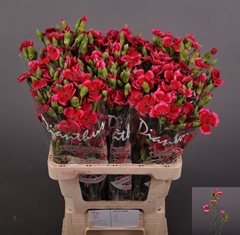 Dianthus Spray Single Solomio Sem 60cm