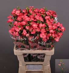 Dianthus Spray Single Solomio Fen 60cm