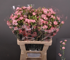 Dianthus Spray Single Solomio Ivo 60cm