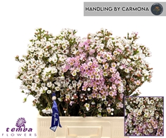 Chamelaucium Mix 60cm 30gr.