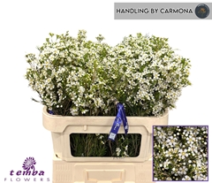 Chamelaucium Ofir 70cm 60gr.