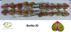 Anthurium Barika 9cm Hd