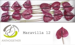Anthurium Maravilla 13cm Hd