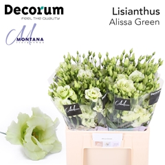 Eustoma Double Alissa Green 45cm