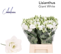 Eustoma Double Arena Giant White 45cm