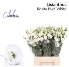 Eustoma Double Rosita White 45cm
