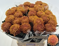 Chrysanth Single Bigoudi Bronze 70cm 80gr.