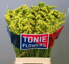 Limonium Canary Sun Birds 70cm 30gr.