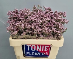 Limonium Tall Pink Emille 55cm 20gr.