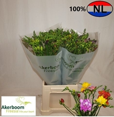 Freesia Single Mix 50cm 15gr.