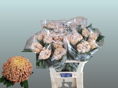 Chrysanth Single Vienna Copper 80cm 110gr.