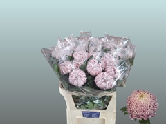 Chrysanth Single Vienna Pink 80cm 120gr.