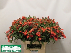 Euphorbia Fulgens Spray Marielle 80cm 15cm Hd
