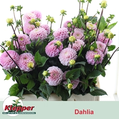 Dahlia Wizard Of Oz 55cm