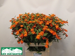 Euphorbia Fulgens Spray Queen Of Orange 80cm 15cm Hd