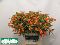 Euphorbia Fulgens Spray Queen Of Orange 80cm 10cm Hd