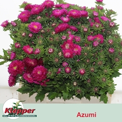 Callistephus Azumi Xl Pink 60cm