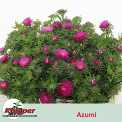 Callistephus Azumi Xl Pink 50cm