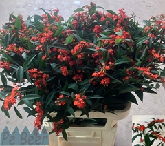 Euphorbia Fulgens Spray Queen Of Orange 80cm 10cm Hd