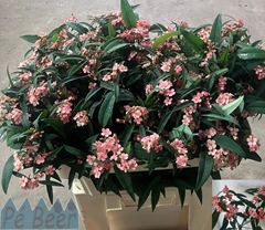 Euphorbia Fulgens Spray Pink Baron 70cm 5cm Hd