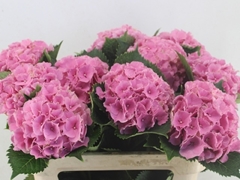 Hydrangea Royal Sunset Rose 80cm 16-18cm Hd