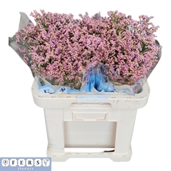 Limonium Sinense Anouchka Diamond 60cm 20gr.