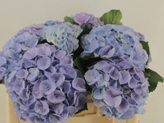 Hydrangea My Beautiful Heaven 50cm 14-16cm Hd