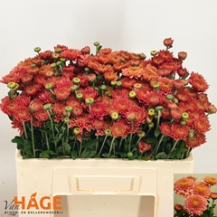 Chrysanth Spray Blenda Salmon 55cm 70gr.