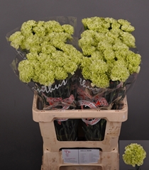 Dianthus Single Goblin 60cm