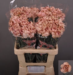 Dianthus Single Lady Dayana 60cm