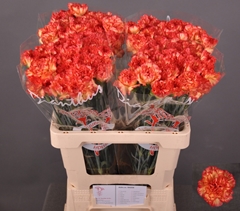 Dianthus Single Zenit 60cm
