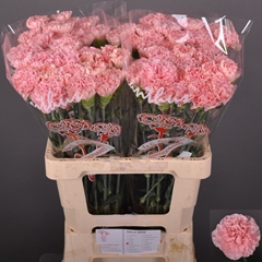 Dianthus Single Jodie 60cm