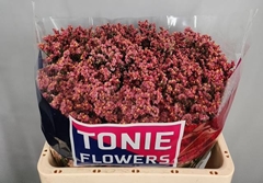 Limonium Sinense Max Diamond 55cm 15gr.