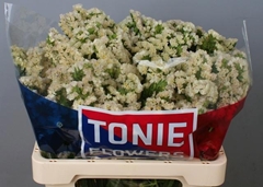 Limonium Sinuatum Apricot Sun Birds 60cm 50gr.