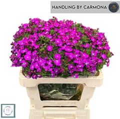 Dianthus Barb Neon Purple 55cm