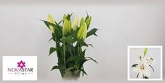 Lily Oriental Signum 65cm 1+