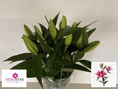 Lily Oriental Starfighter 60cm 1+