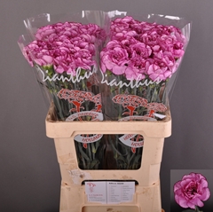 Dianthus Single Royal Damascus 60cm
