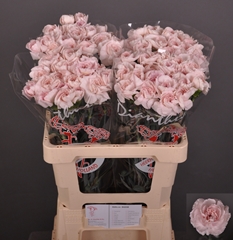 Dianthus Single Bridal Damascus 60cm